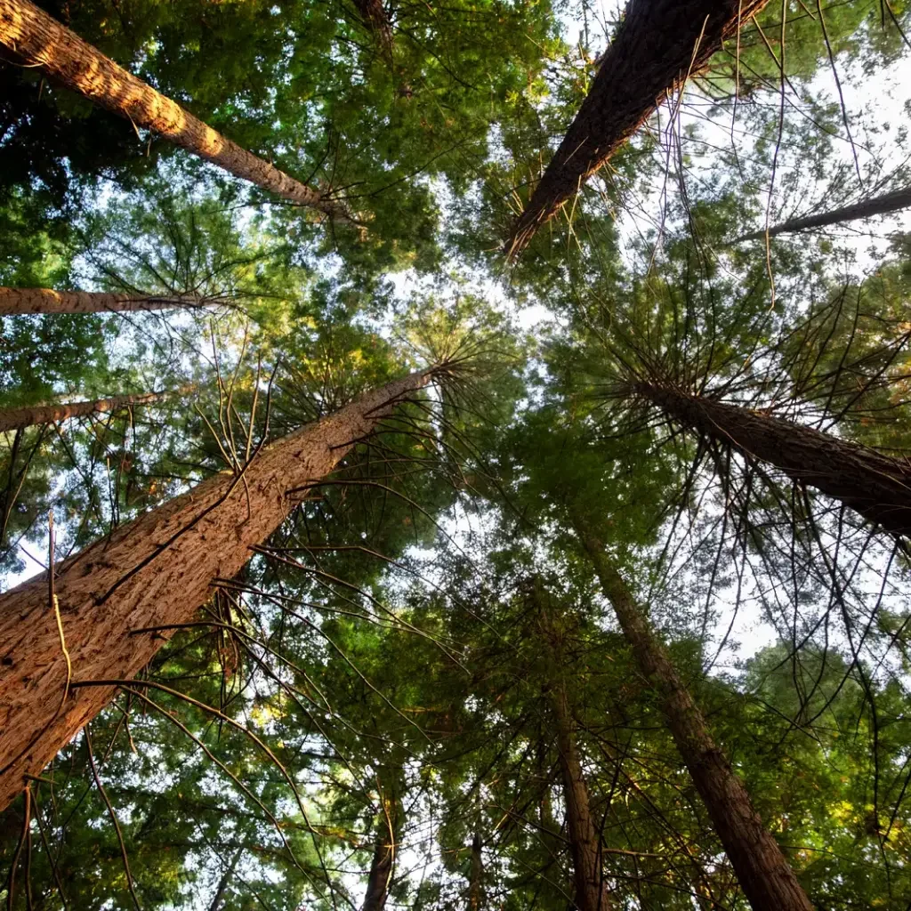 vista-inferior-grandes-arboles-bosques-ods